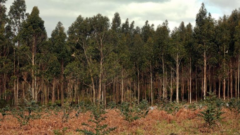 A Mariña é o segundo distrito forestal de Galicia con maior facturación pola venda de madeira
