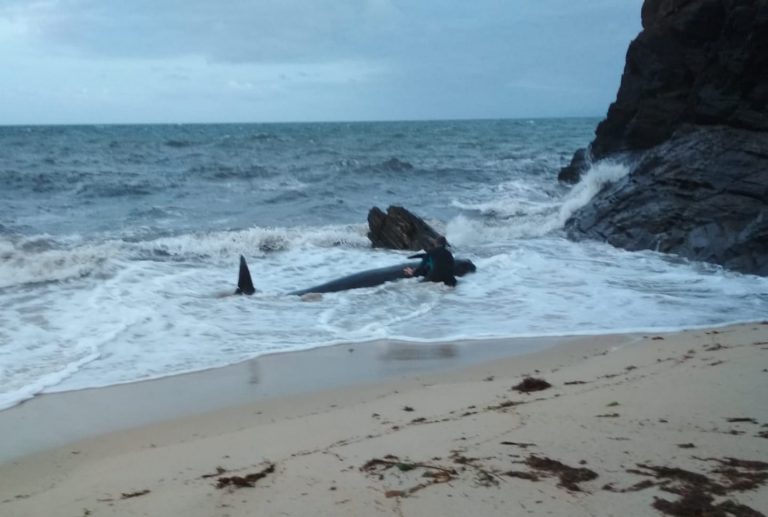 Aparece morto o cetáceo que o martes varou e foi rescatado en Foz