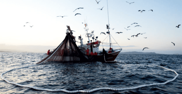 O custo de pescar sardiña en Galicia… moitas cotas e prezos baixos